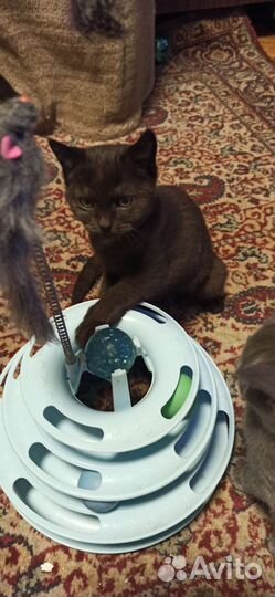 Кошки в добрые руки бесплатно