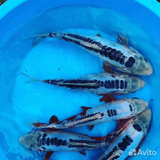 Карп кои шисуи