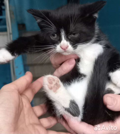Котят в добрые руки бесплатно