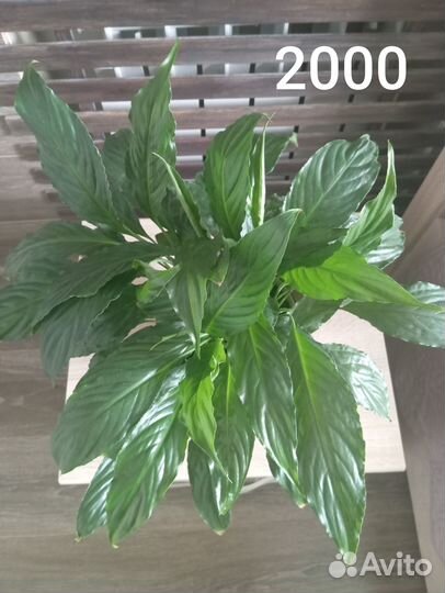 Цветы комнатные