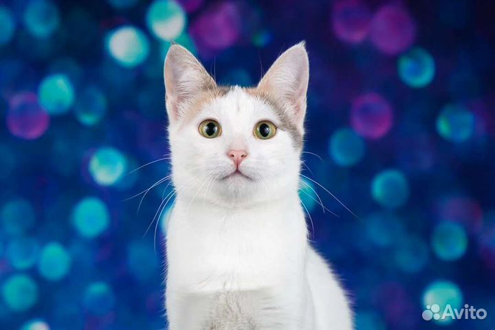 Молоденькая кошечка Мэри