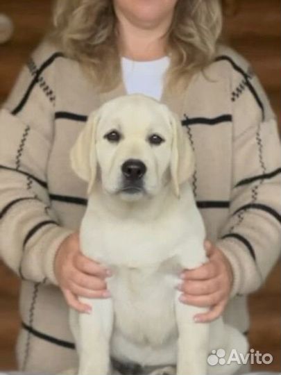 Щенки лабрадора