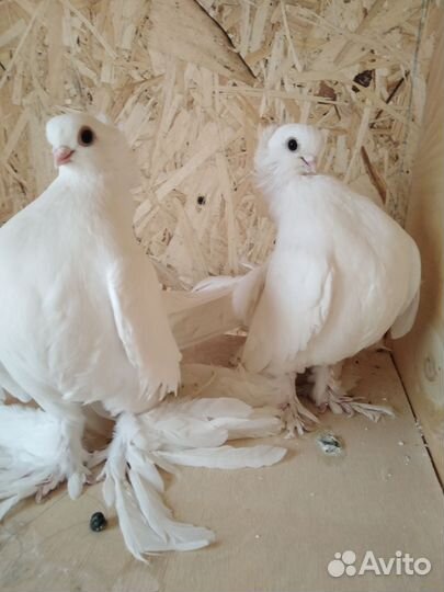 Голуби Статные