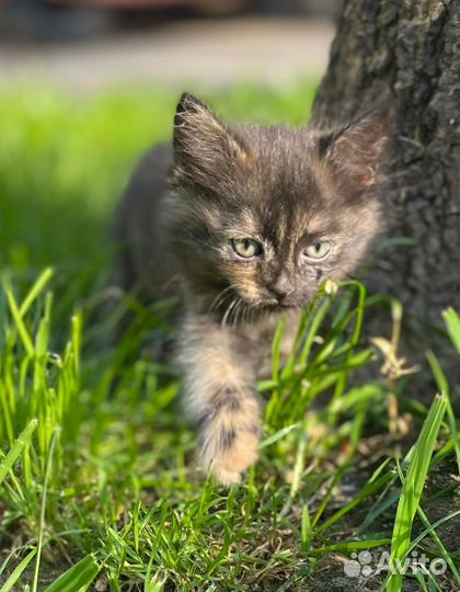 Трёхцветные котята от домашней кошки-мышеловки