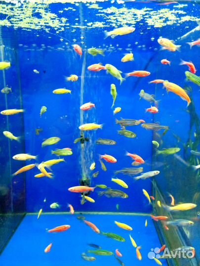 Аквариумистика