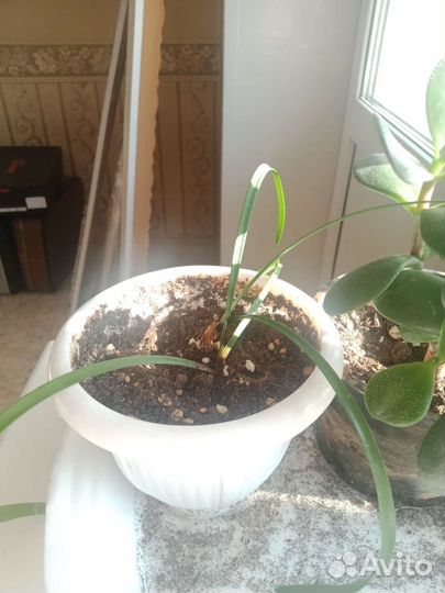 Педилантус, амарилис, алоэ