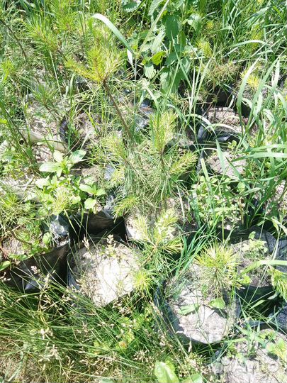 Саженцы сосны