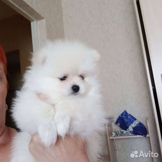 Померанский шпиц
