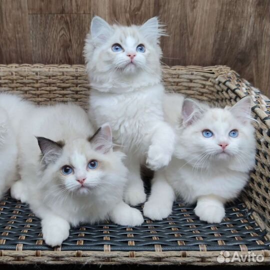 Ragdoll, boys and girls, родословная