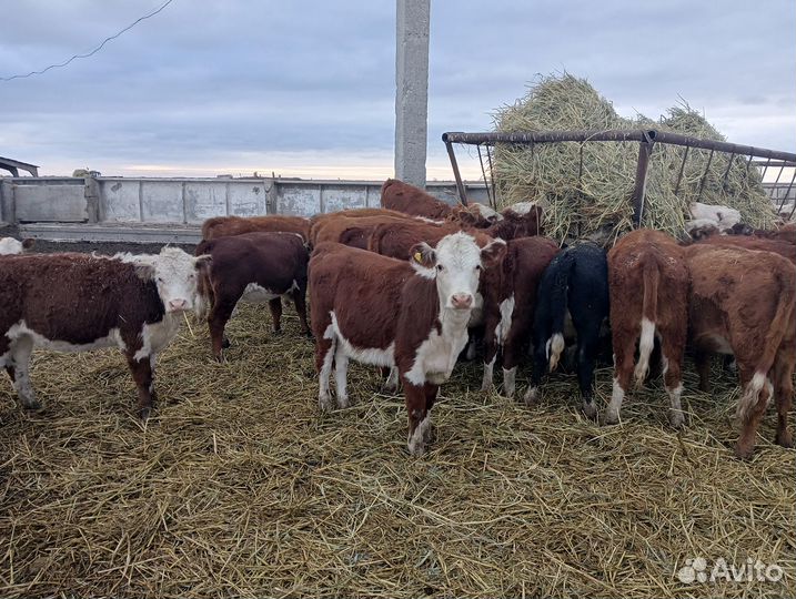 Продаю телок