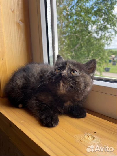 Британские котята бесплатно