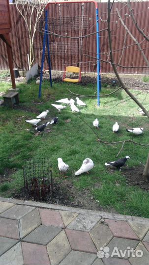 Голуби Северокавказские, Тбилисские