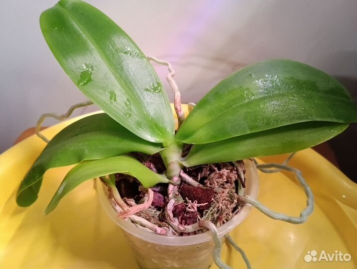Орхидея Фаленопсис Добавляю