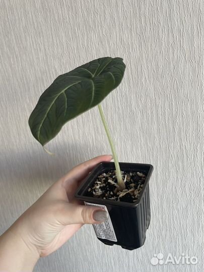 Алоказия блэк вельвет