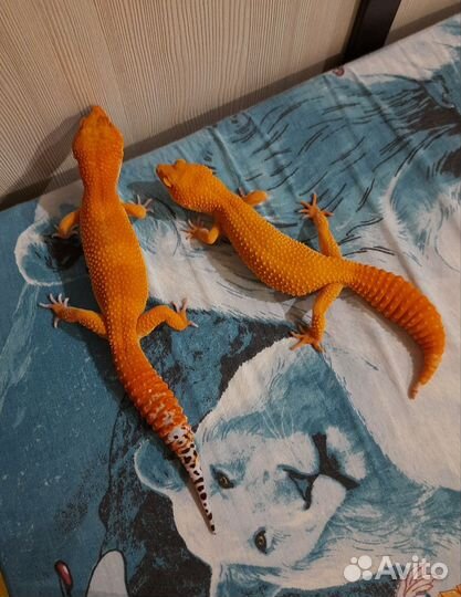 Геккон эублефар