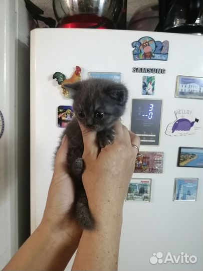 Шотландская вислоухая кошечка