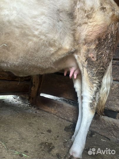 Телка стельная