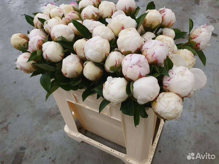 Пионы напрямую из Голландии пионы оптом