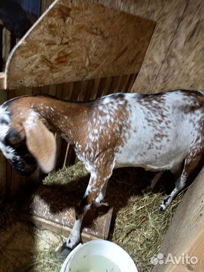 Козье молоко