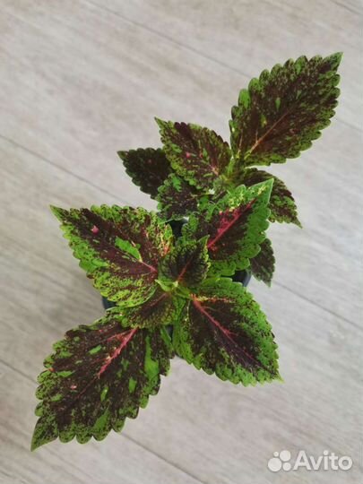 Колеусы вегетативные