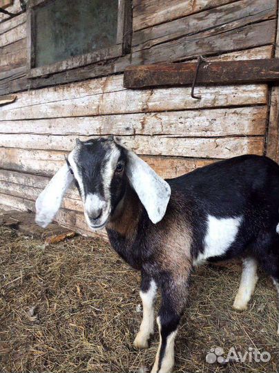 Нубийские козы