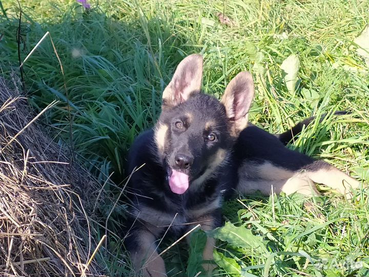 Щенки немецкой овчарки рабочего разведения