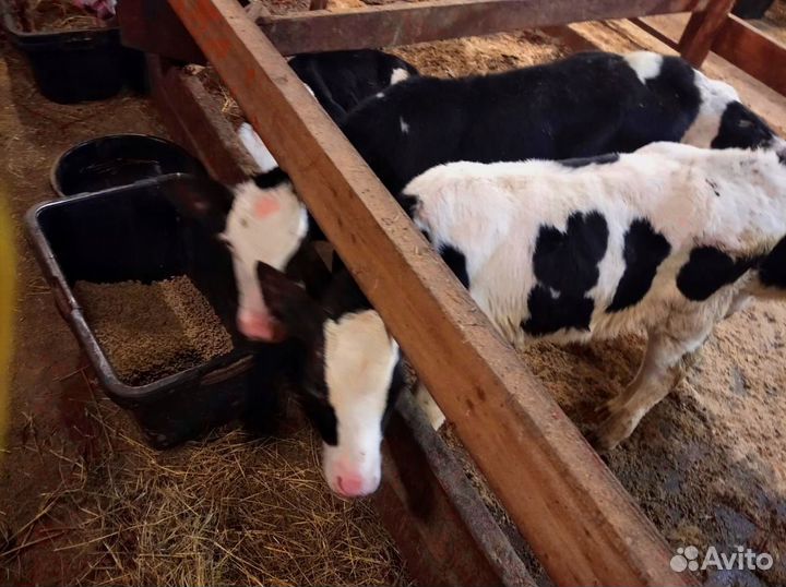 Телята. Доставка