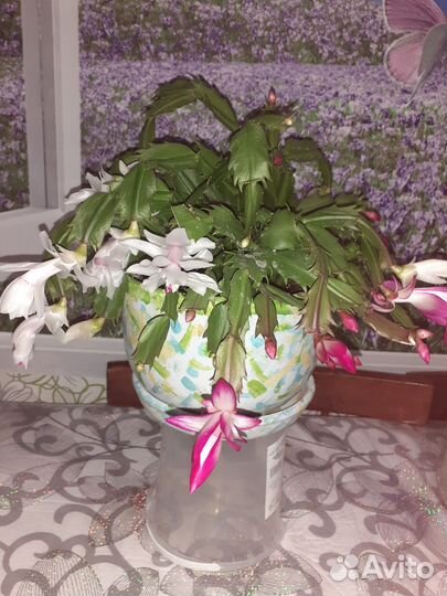 Декабрист шлюмбергера сортовые