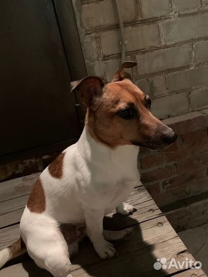 Вязка джек Рассел терьер мальчик