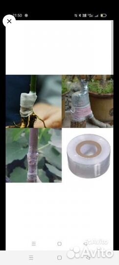 Окулировка,прививка