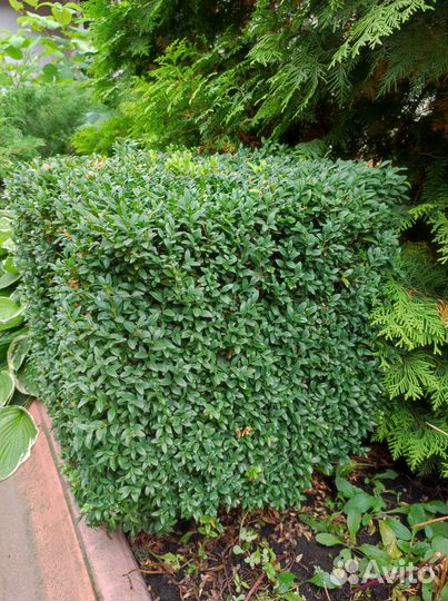 Самшит вечнозеленый саженцы