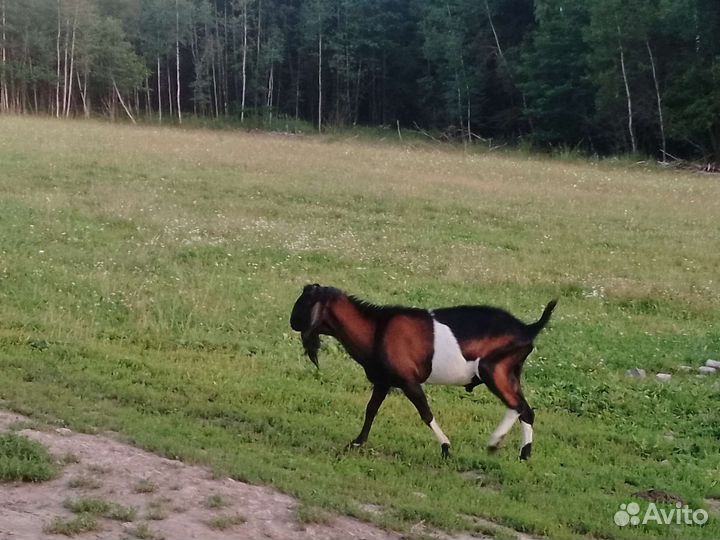 Козы и козочки