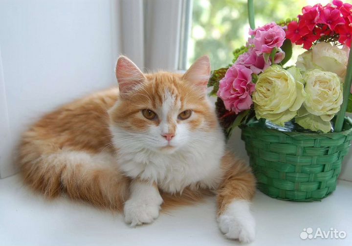 Лиса Рокси ищет дом