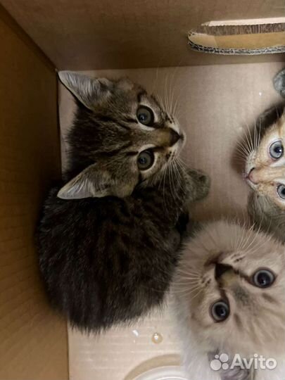 Котята в добрые руки бесплатно