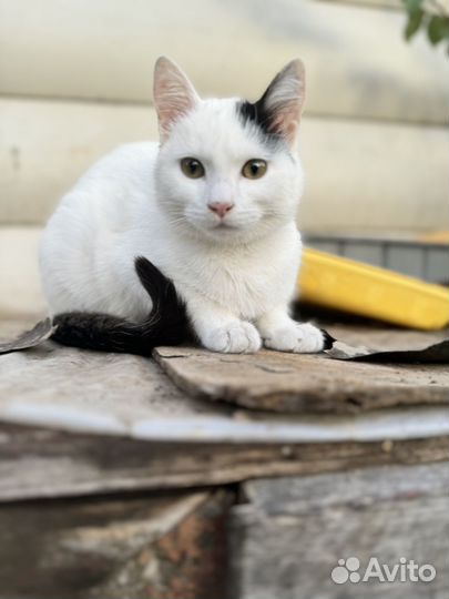 Кошечка в добрые руки