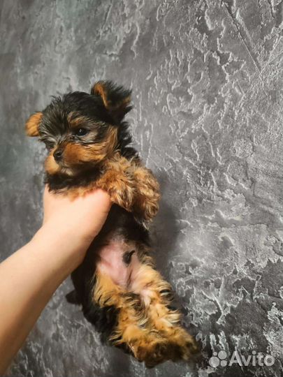 Йоркширский терьер