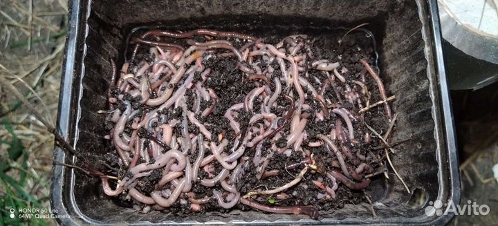 Черви для рыбалки