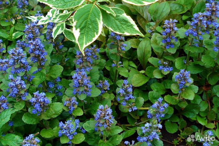 Почвопокровные растения