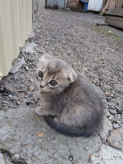 Котята в добрые руки бесплатно