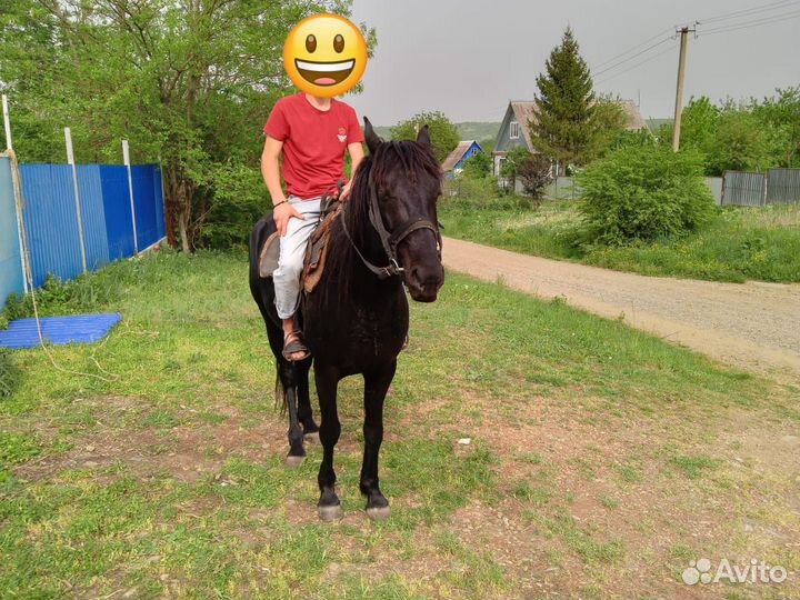 Карачаевский жеребец