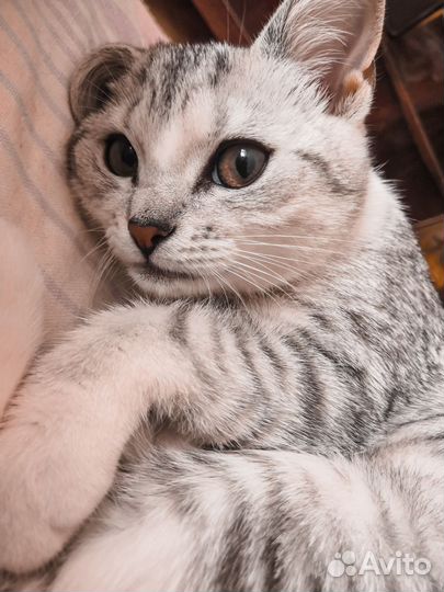 Передержка котов/грызунов, котоняня, котоситтер