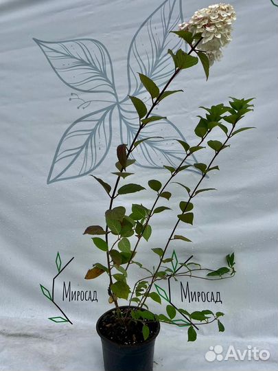 Гортензия самарская лидия