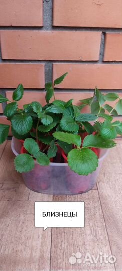 Рассада клубники Близнецы