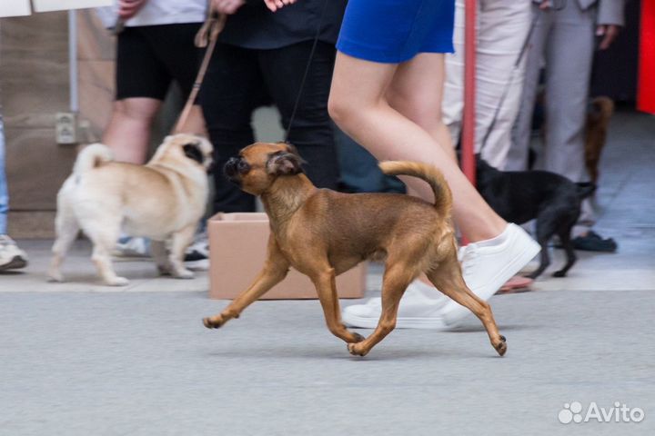 Кабель для вязки пти брабансон