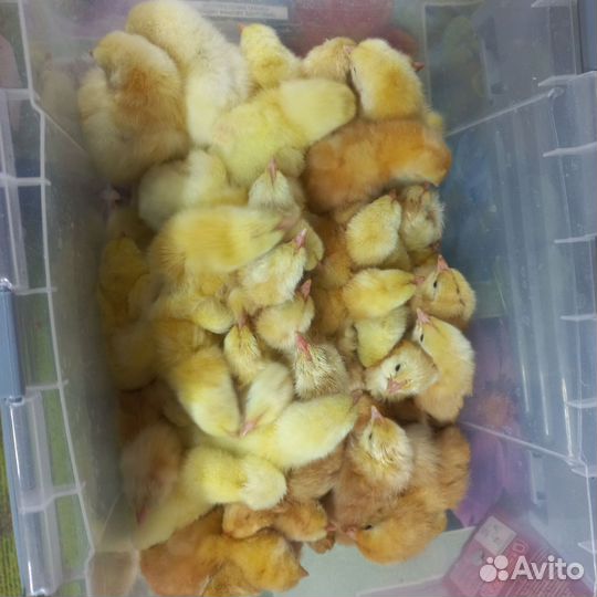 Куры бройлеры