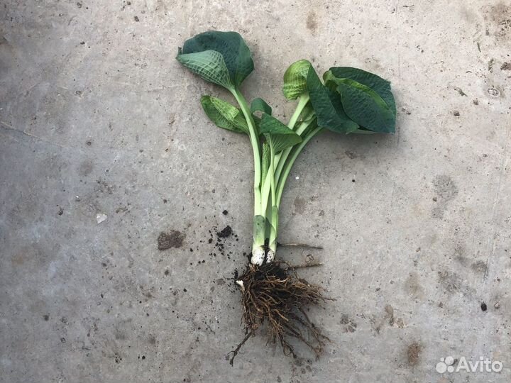 Хоста голубая гофрированная