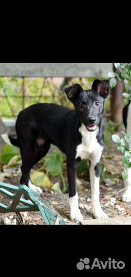 Собаки в добрые руки