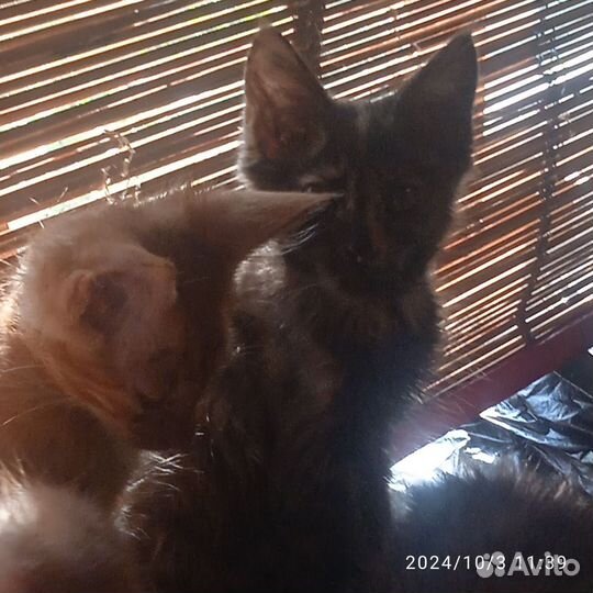 Кунята- Мейкунята