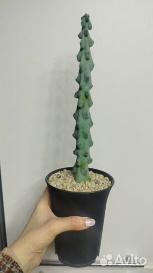 Редкий кактус Лофоцереус Шотта