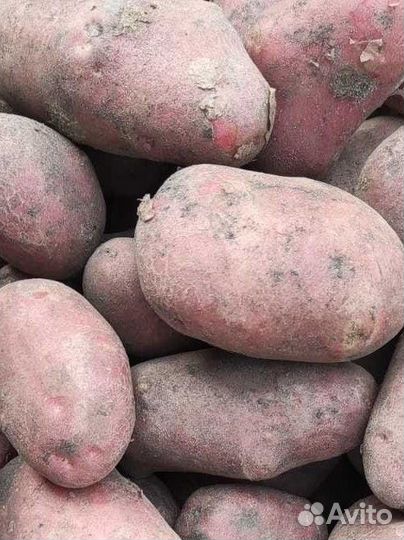 Продам картофель с доставкой